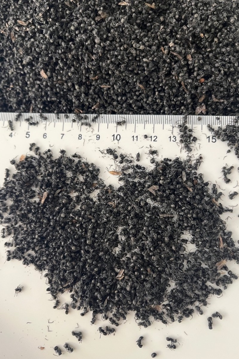 长期批发广西黑蚂蚁泡酒料拟黑多刺黑蚂蚁滋补泡酒料量大从优