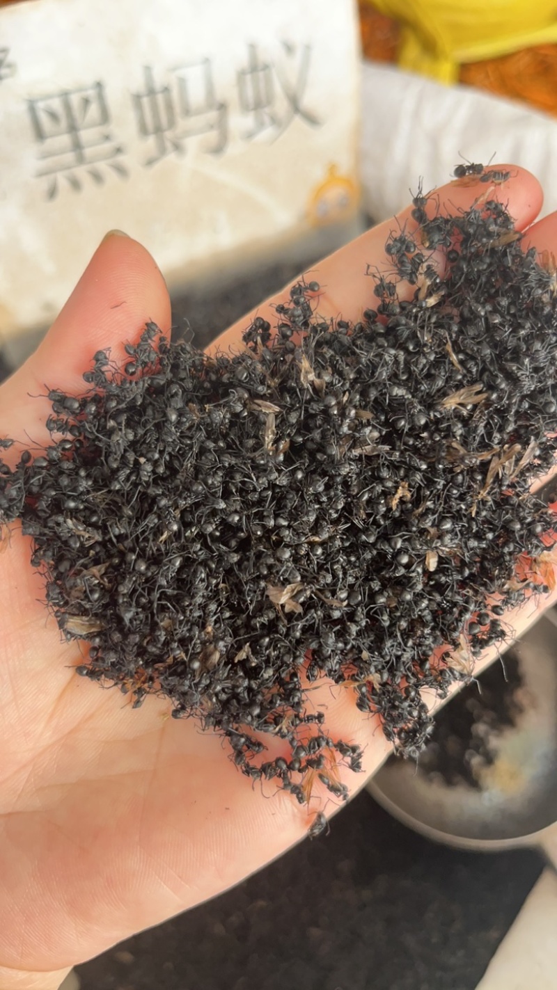 长期批发广西黑蚂蚁泡酒料拟黑多刺黑蚂蚁滋补泡酒料量大从优