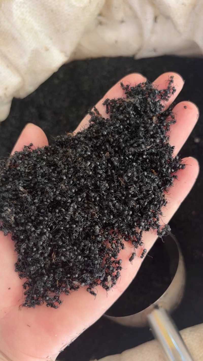 长期批发广西黑蚂蚁泡酒料拟黑多刺黑蚂蚁滋补泡酒料量大从优