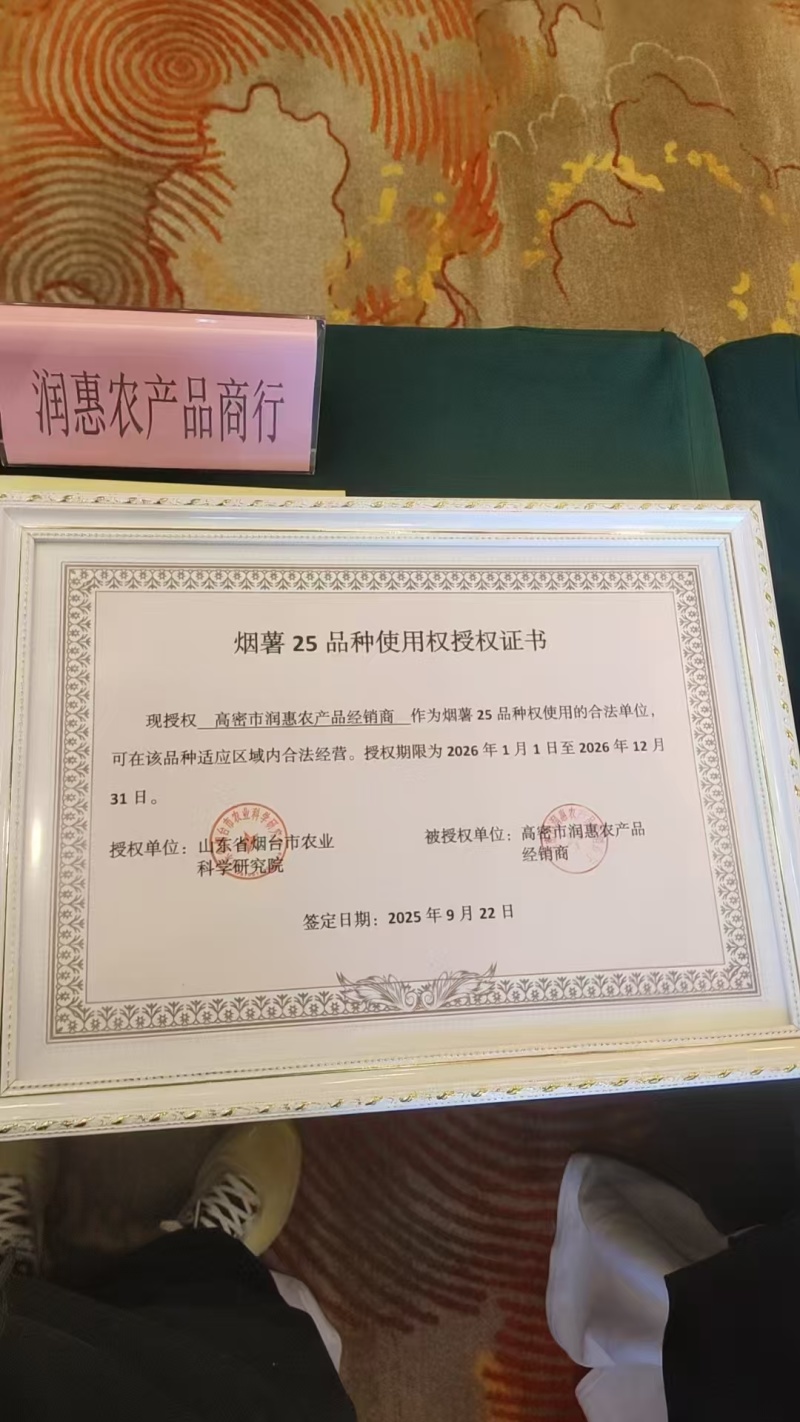 一年四季供应试管脱毒烟薯25号大田苗，品种纯正，成活率高