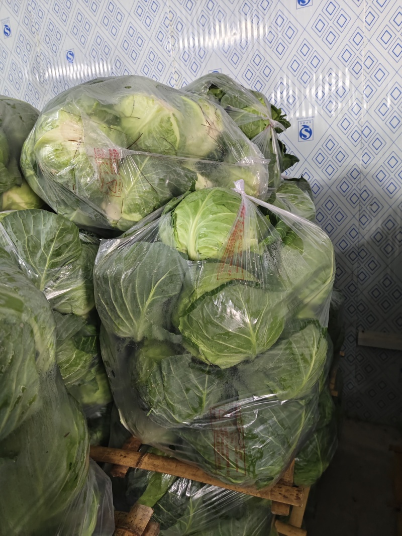 厦门翔安本地包菜