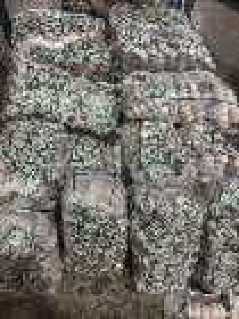 金乡大蒜，产地一手货源厂家直发，量大优惠可以视频看货