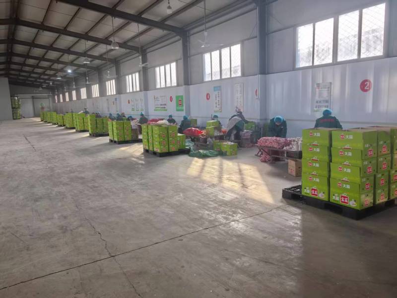 金乡大蒜，产地一手货源厂家直发，量大优惠可以视频看货