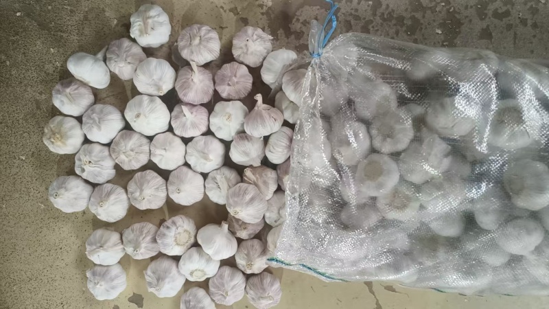 金乡大蒜，产地一手货源厂家直发，量大优惠可以视频看货