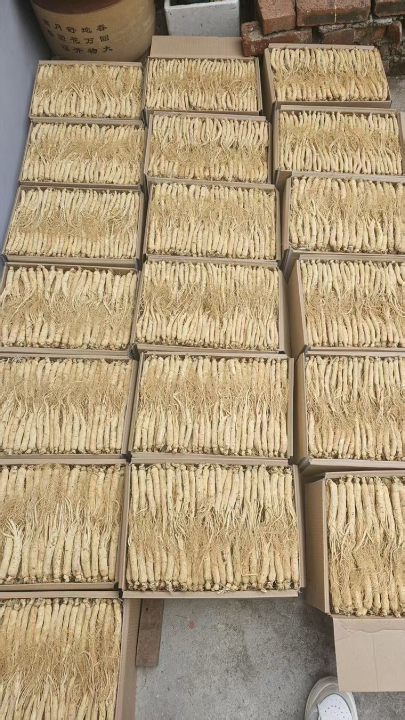 长白山生晒人参品质保证服务周到价格美丽欢迎联系咨询