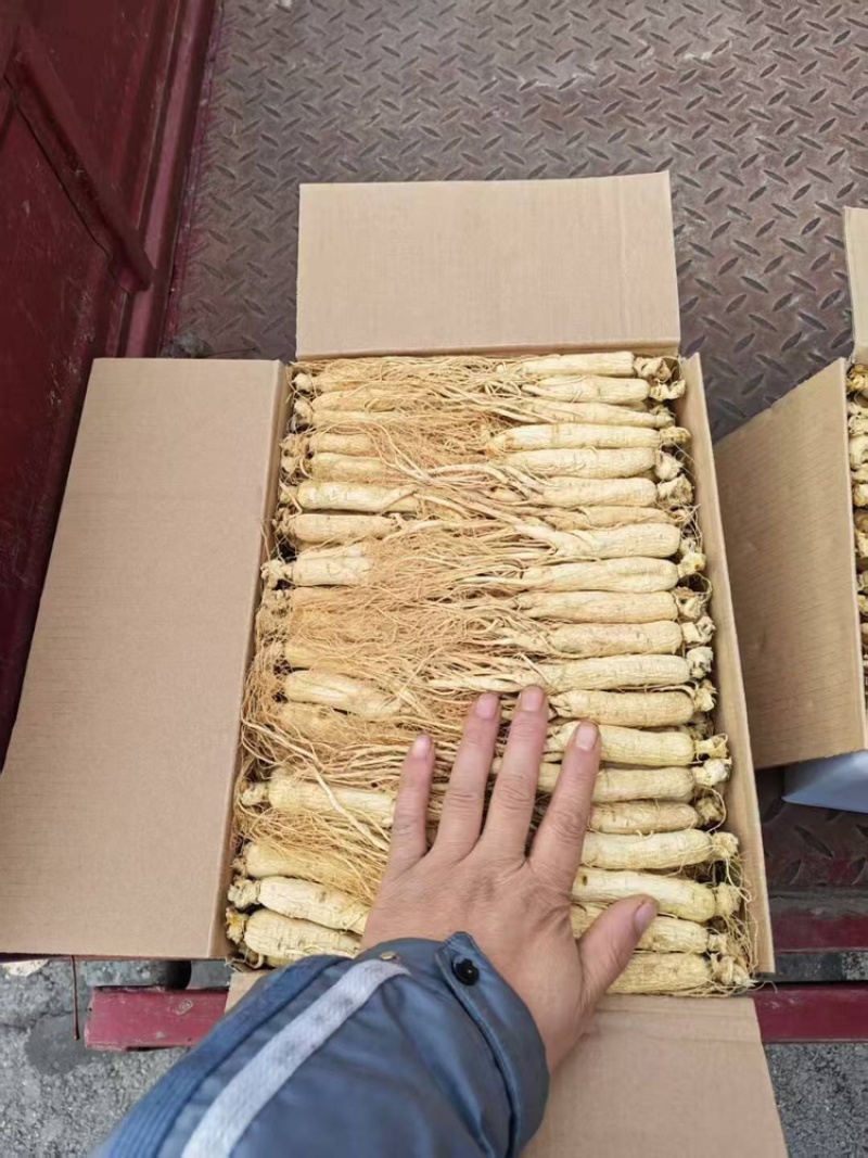 长白山生晒人参品质保证服务周到价格美丽欢迎联系咨询