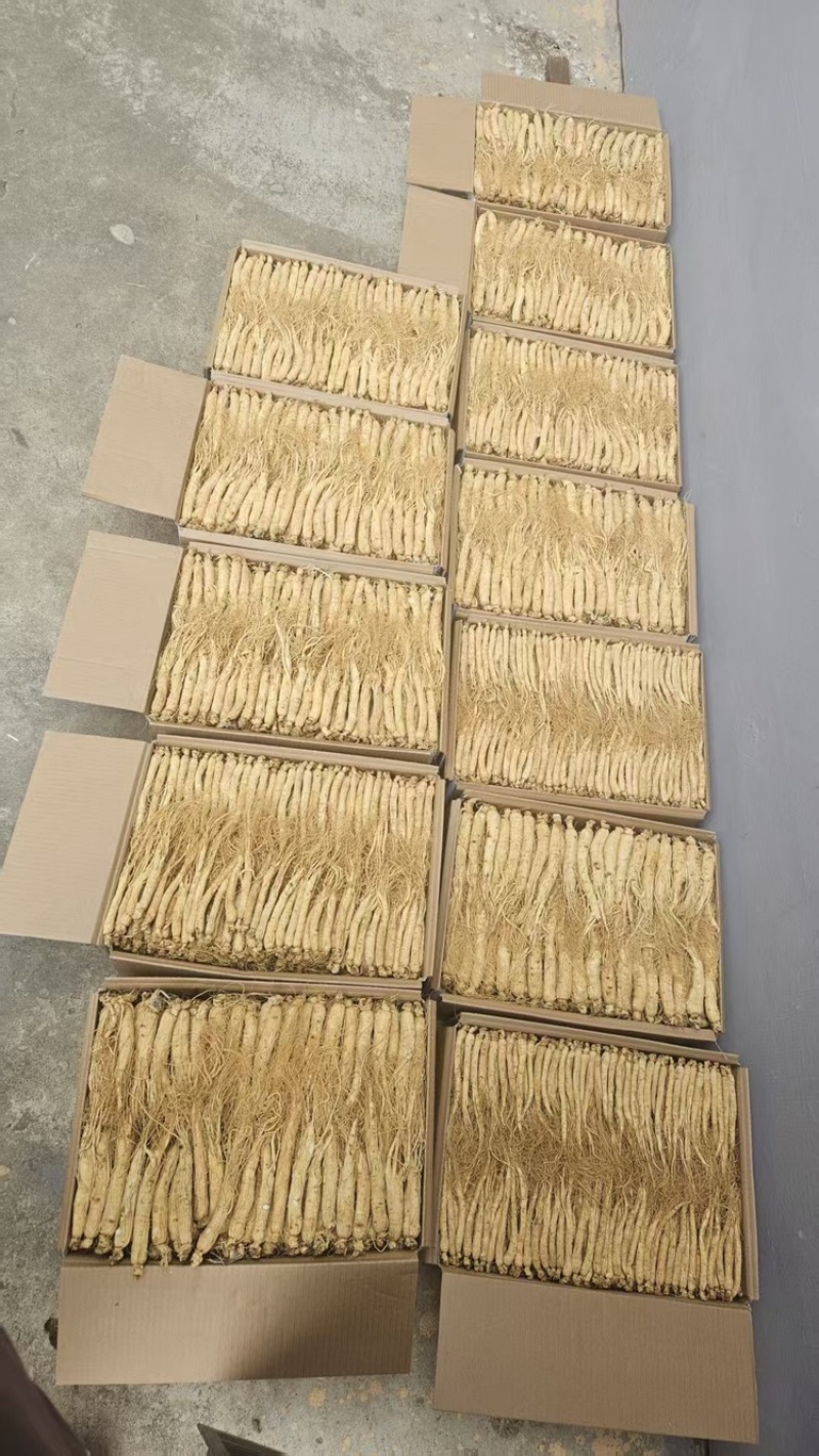 长白山生晒人参品质保证服务周到价格美丽欢迎联系咨询
