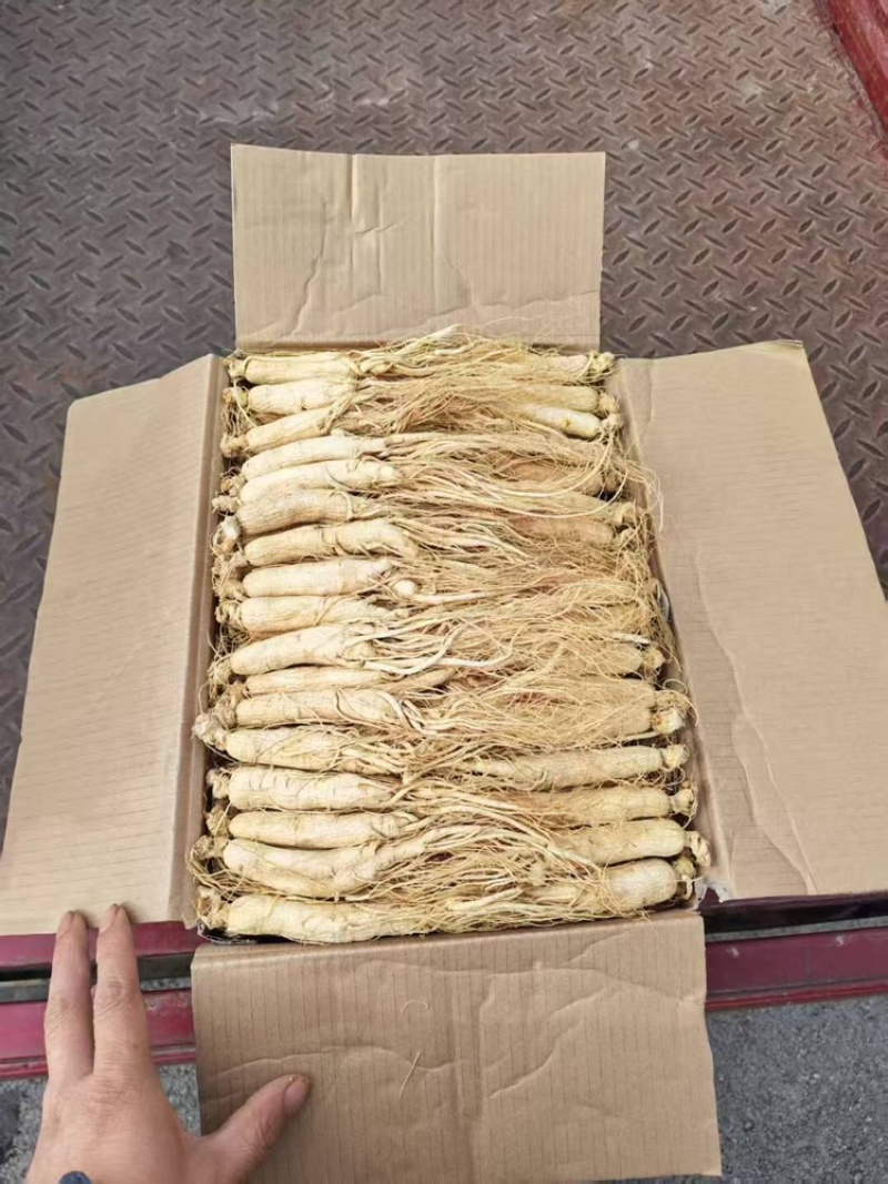 长白山生晒人参品质保证服务周到价格美丽欢迎联系咨询