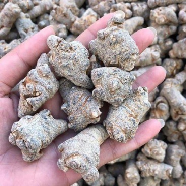 云南文山三七