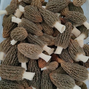 精品头茬羊肚菌！需要的老板朋友们可以联系我！