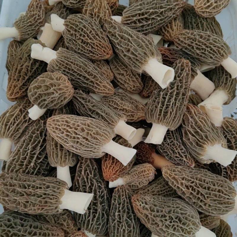 精品头茬羊肚菌！需要的老板朋友们可以联系我！