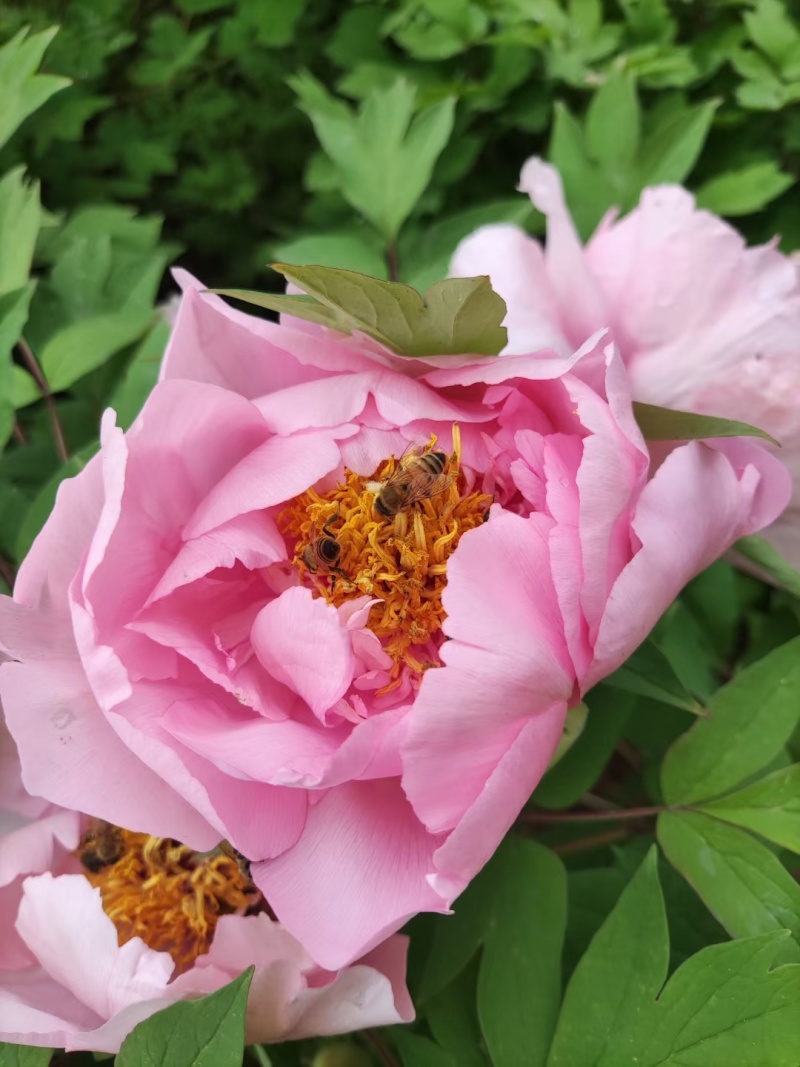 陕西宝鸡深山洋槐花蜜