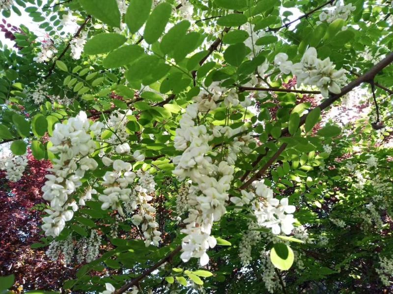 陕西宝鸡深山洋槐花蜜