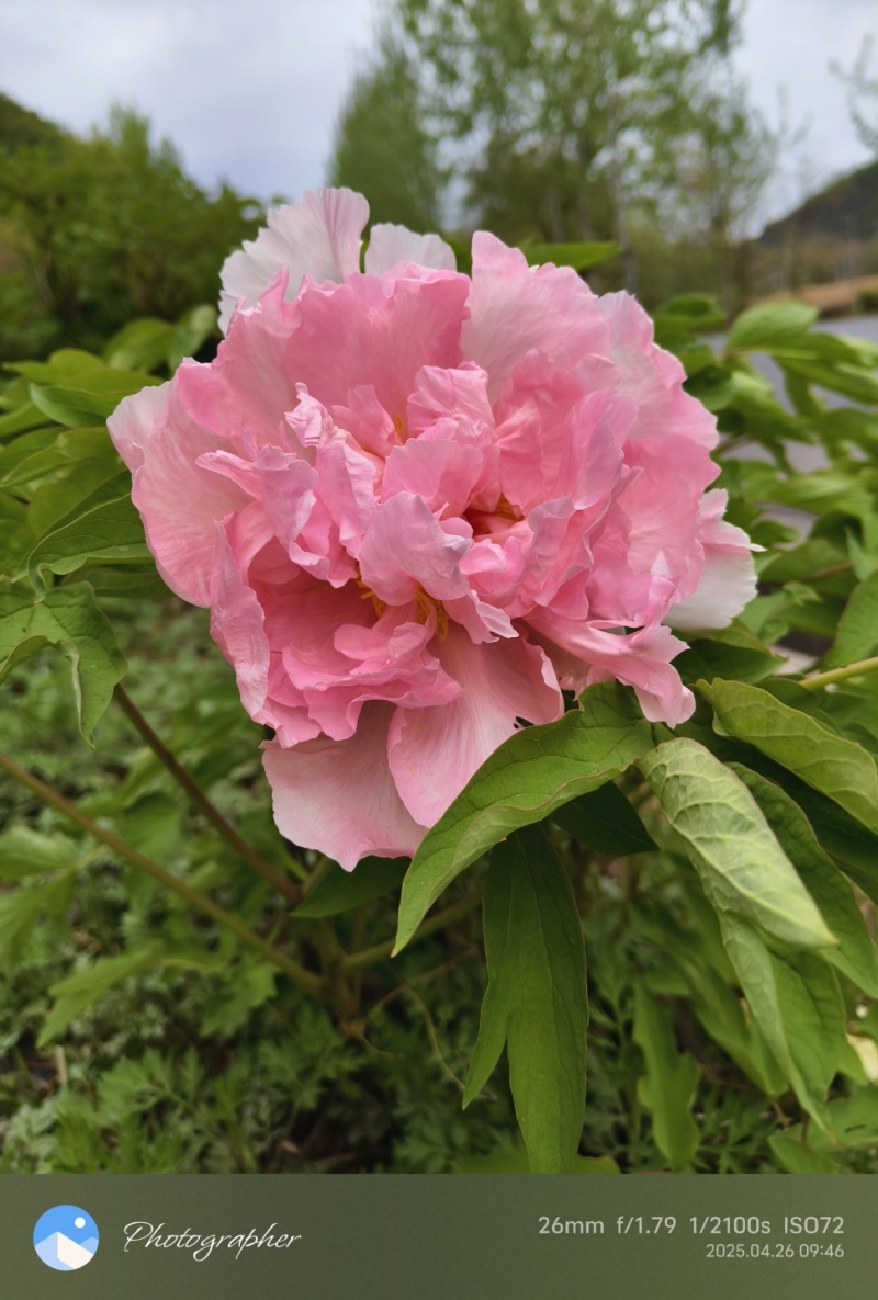 陕西宝鸡深山洋槐花蜜