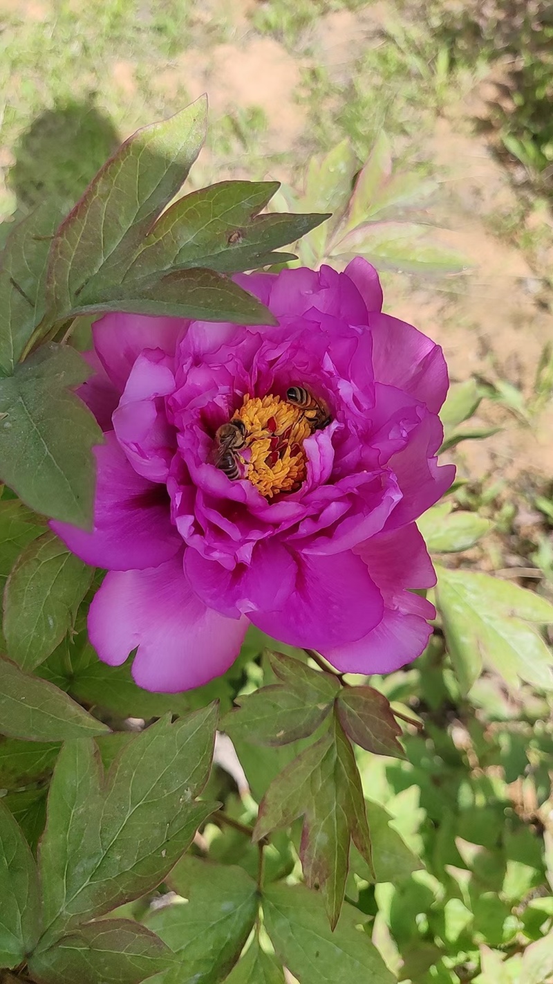 陕西宝鸡深山洋槐花蜜
