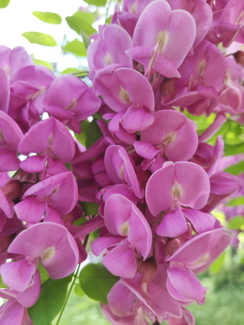 陕西宝鸡深山洋槐花蜜