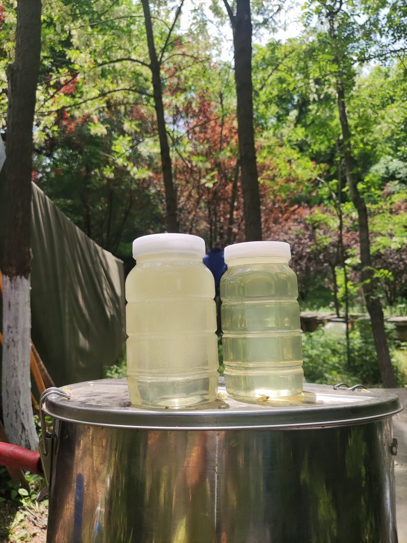 陕西宝鸡深山洋槐花蜜