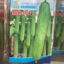 善白101黄瓜加长型