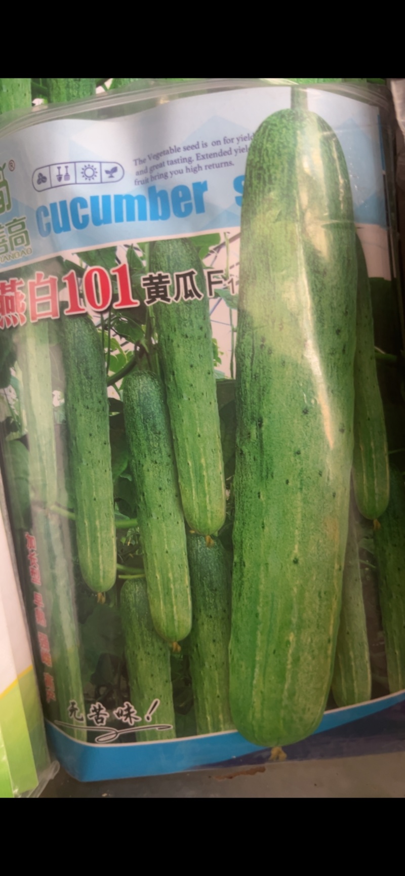 善白101黄瓜加长型