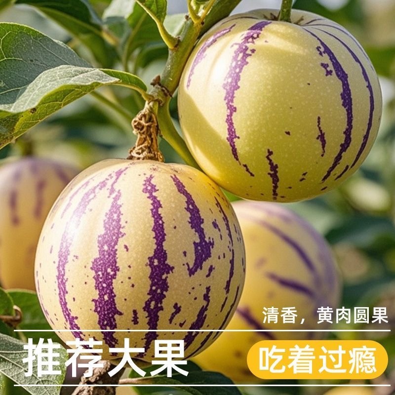 七彩云南石林正宗人生果特大果黄心当季水果5斤/10斤整箱