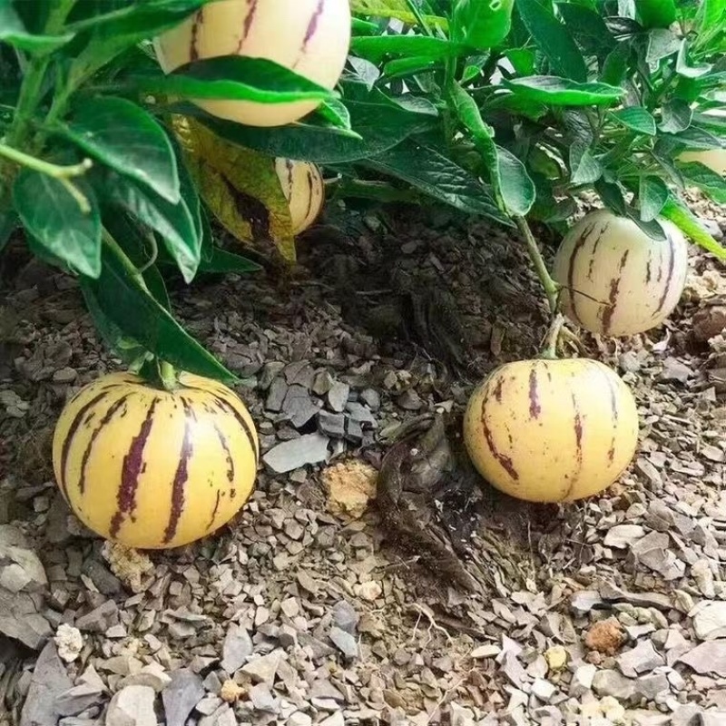 七彩云南石林正宗人生果特大果黄心当季水果5斤/10斤整箱