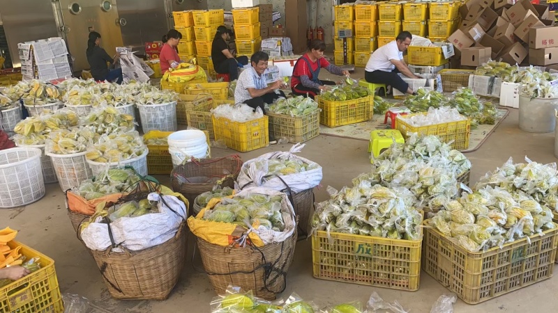 树熟香蜜杨桃产地直发
