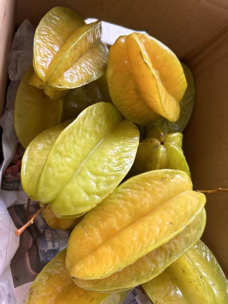 树熟香蜜杨桃产地直发