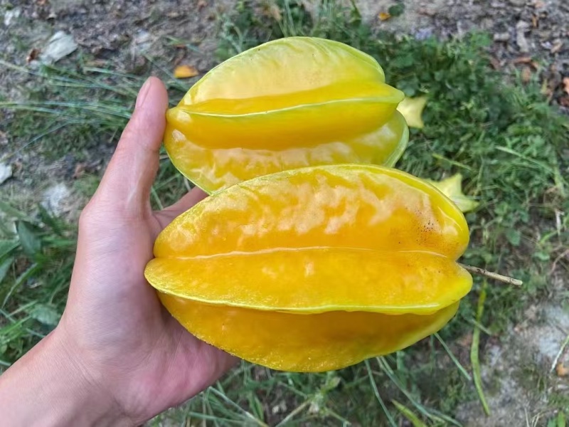 树熟香蜜杨桃产地直发