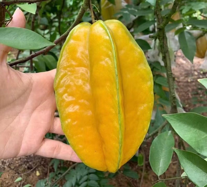 树熟香蜜杨桃产地直发