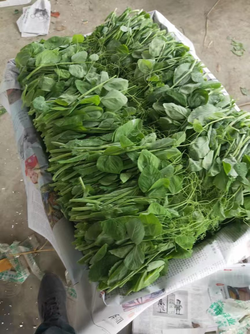 精品豌豆尖产地直发，常年有货，品质保证！