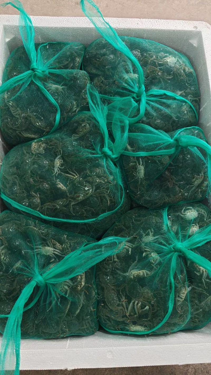 盘锦优质蟹苗精挑无病翻倍率高包回收油炸蟹养殖蟹苗质量上等