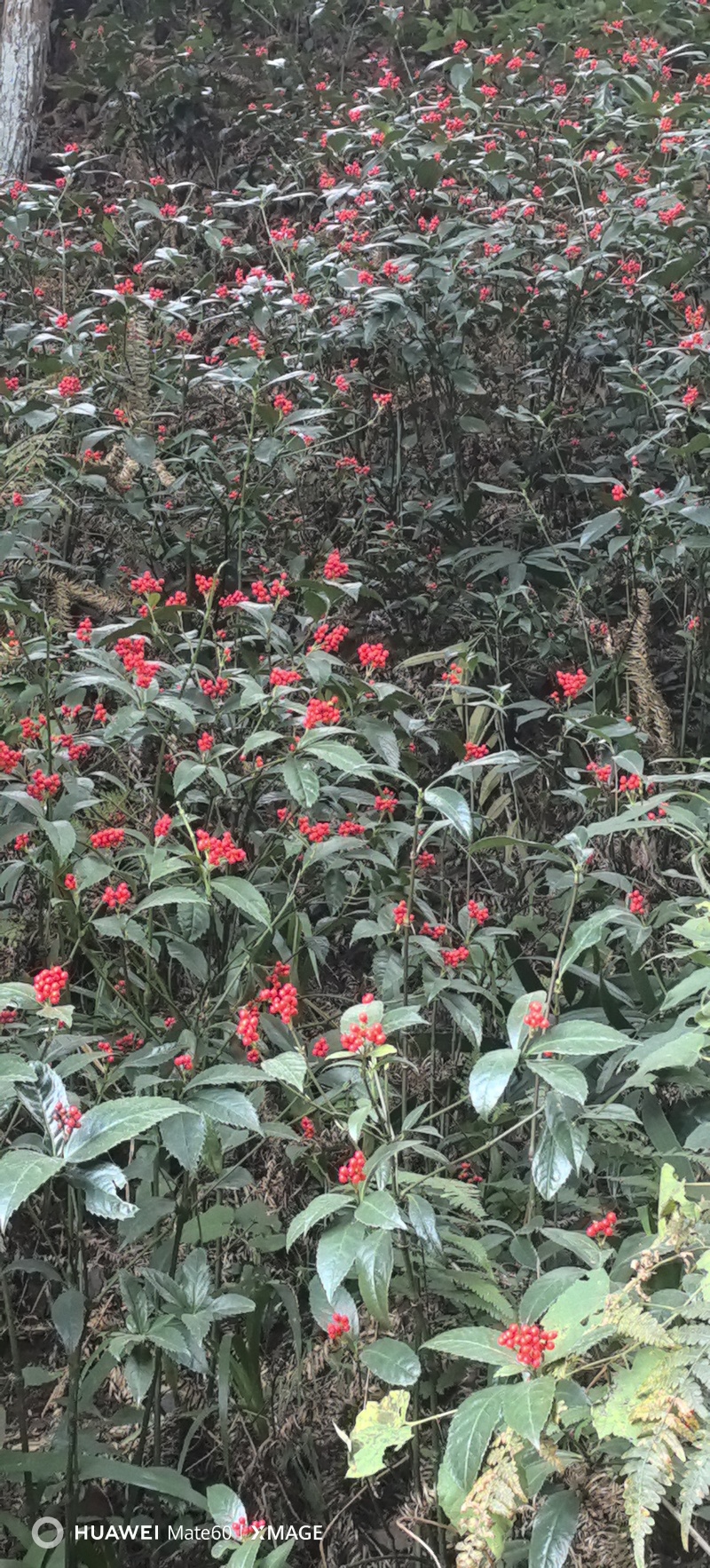 草珊瑚种子新鲜的草珊瑚种子大量供应林下经济