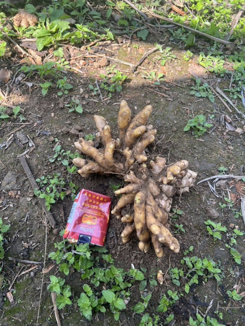 100吨生姜现货整车发货价格可谈现款优先