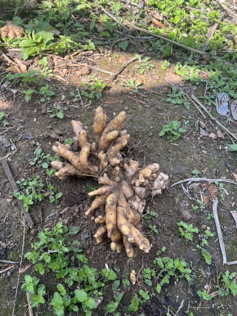 100吨生姜现货整车发货价格可谈现款优先