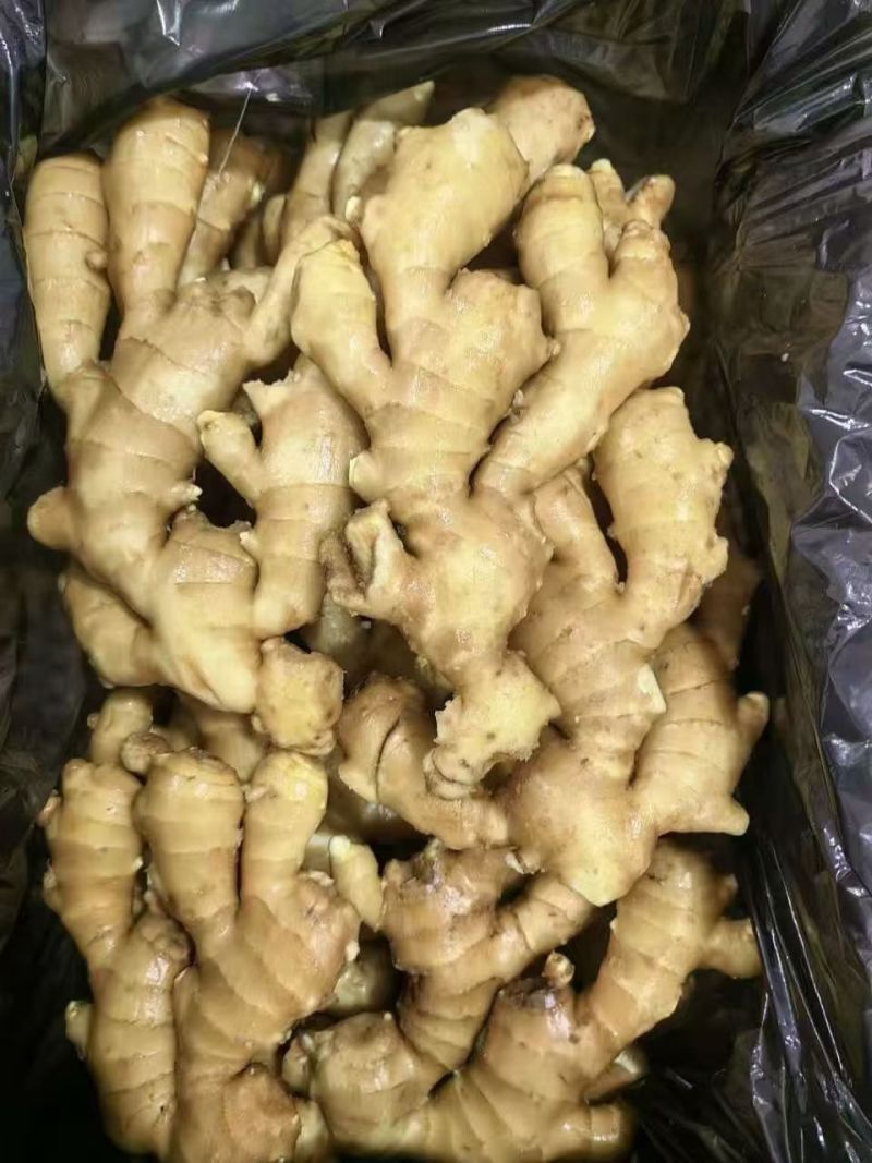山东大黄姜精品生姜外贸货市场货海量货源全国发货欢迎考察