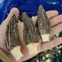 a特级羊肚菌5-7-10，精选品质，大量有货产地直发