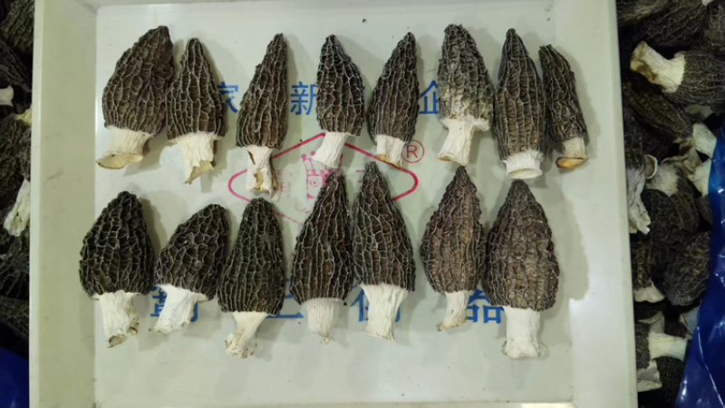 a特级羊肚菌5-7-10，精选品质，大量有货产地直发