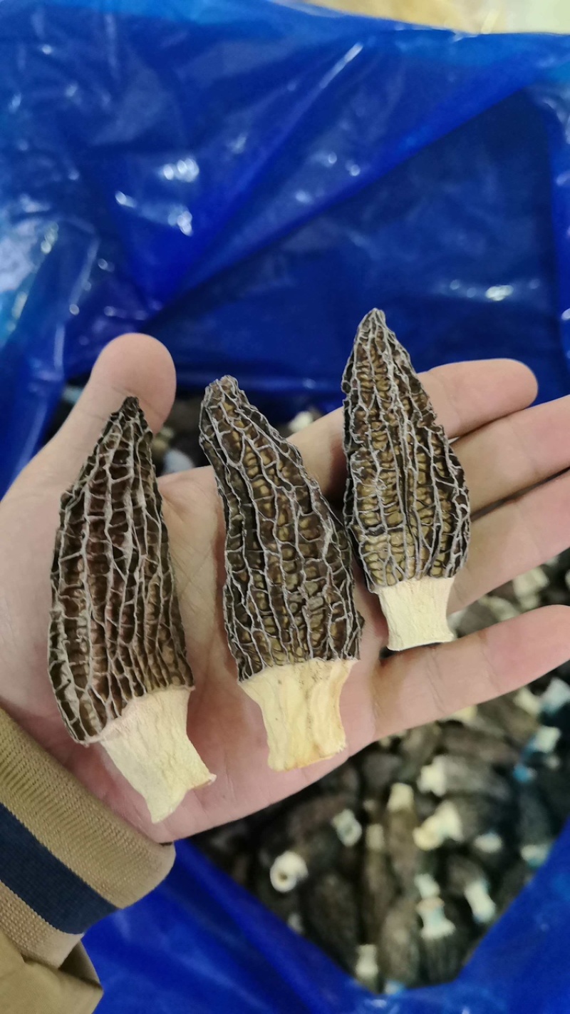 a特级羊肚菌5-7-10，精选品质，大量有货产地直发
