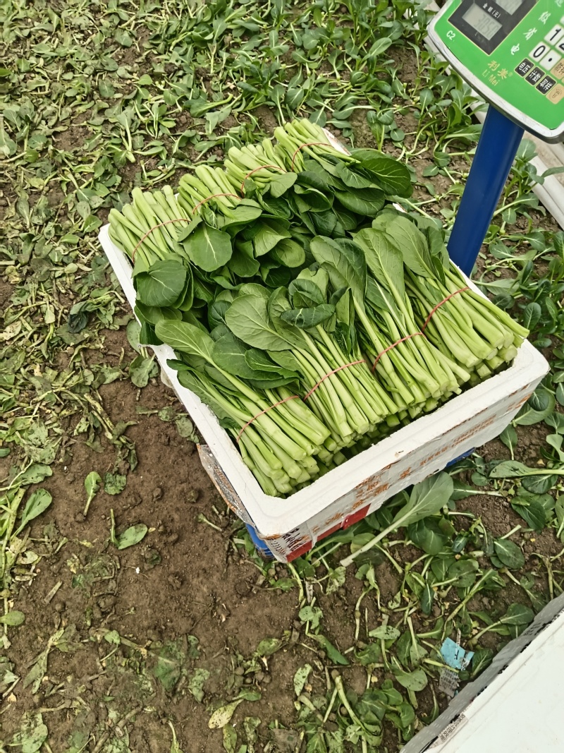 广东菜心