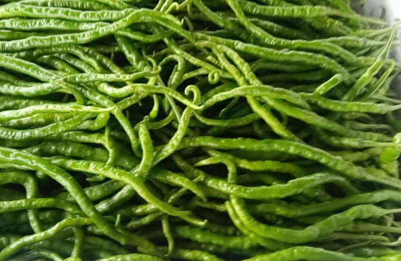 大方线椒