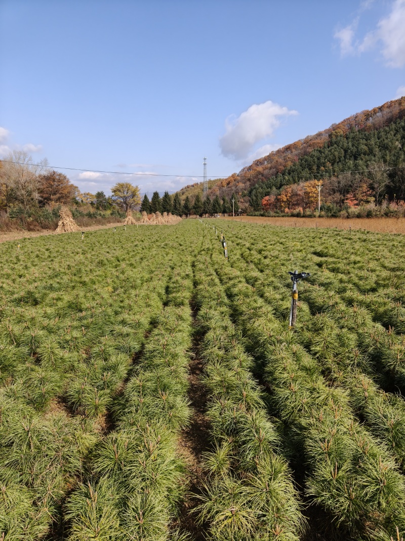 红松大垄夹植苗，营养钵苗，二年床苗，2-6年苗