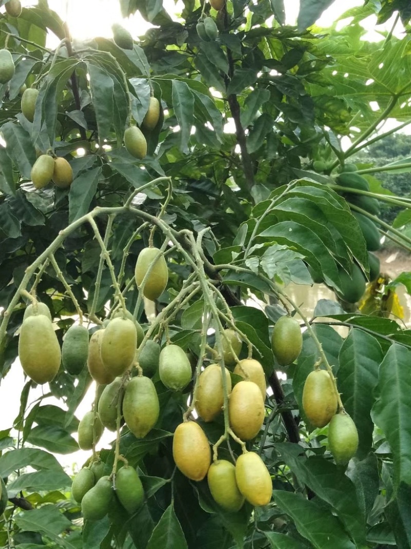 贵妃无籽黑黄皮树苗
