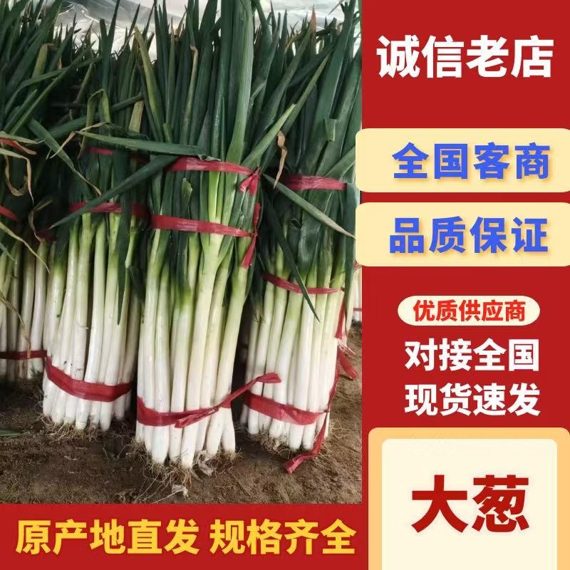 大量铁杆大葱，净葱，价格优惠，欢迎老板咨询