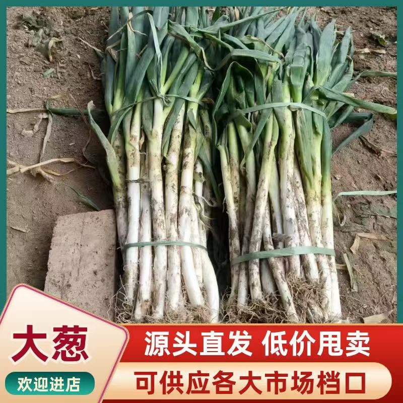 大量铁杆大葱，净葱，价格优惠，欢迎老板咨询