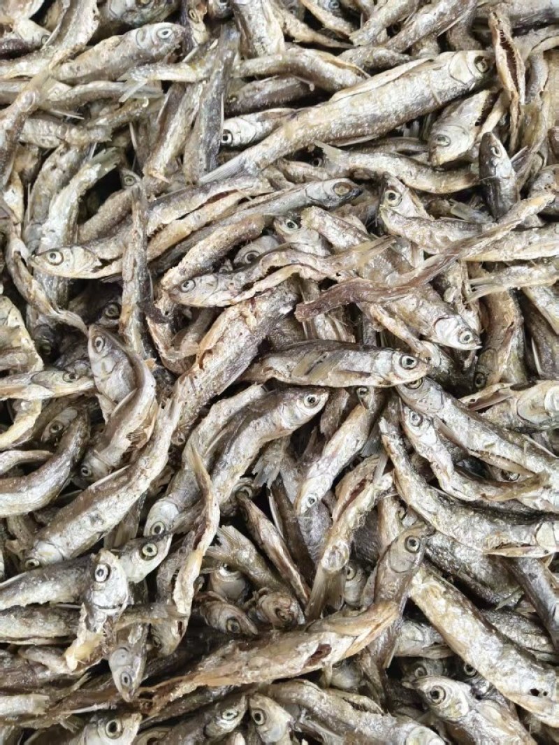 广东湛江/北海水产/海南海鱼鲜货