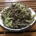 云南西双版纳猫须草新鲜当季肾茶肾精茶清凉泡水