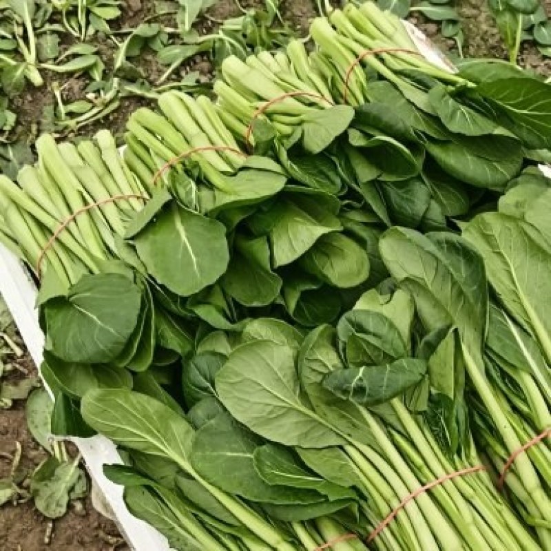 广东菜心