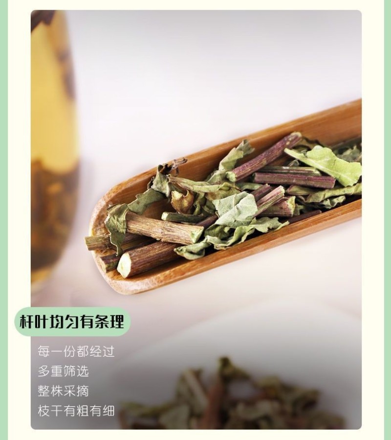云南西双版纳猫须草新鲜当季肾茶肾精茶清凉泡水