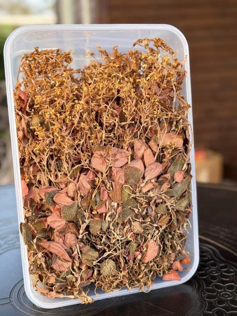 金线莲干品