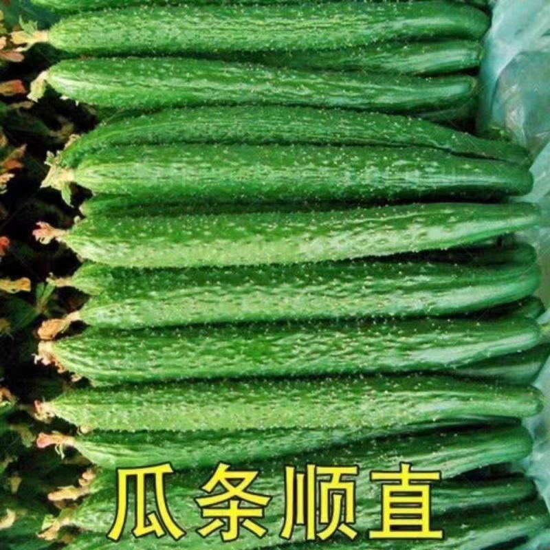 精品密刺黄瓜大量上市产地现摘现发品质保证欢迎来电